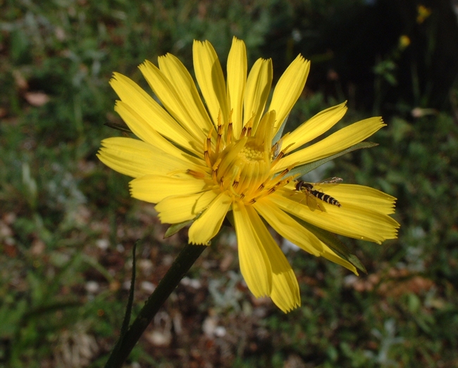 Tragopogon pratensis / Barba di becco